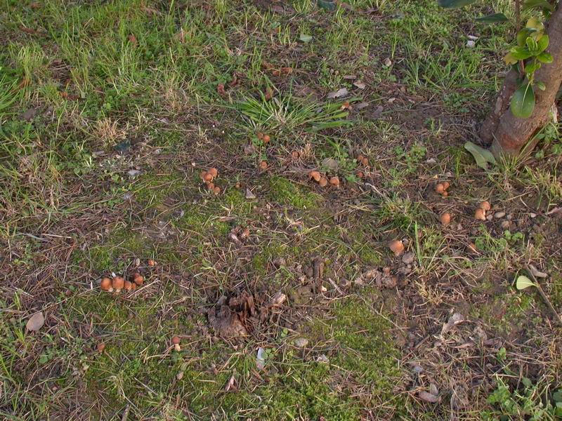 Psathyrella candolleana